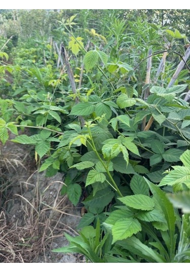 Triple Crown Dikensiz Böğürtlen Fidanı Yaş 2 Boy 150-200cm