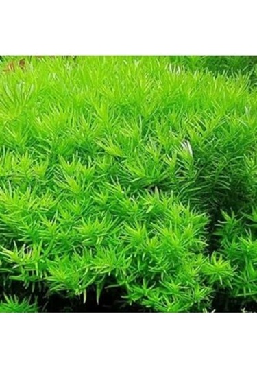 Rotala Indica Green Saksı Canlı Bitki Çok Renkli