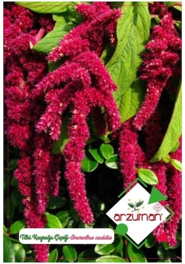 Arzuman Tilki Kuyruğu Süs Bitki Çiçek Tohumu