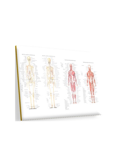 Cakasepetim İskelet Kas Sistemi Çizimi Ve İsimlendirmesi Görseli Ahşap Mdf Tablo