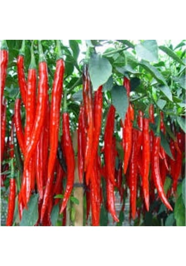 40 Adet Tohum Şili Biberi Tohumu Çok Acı Chili Biber Tohumu Sa