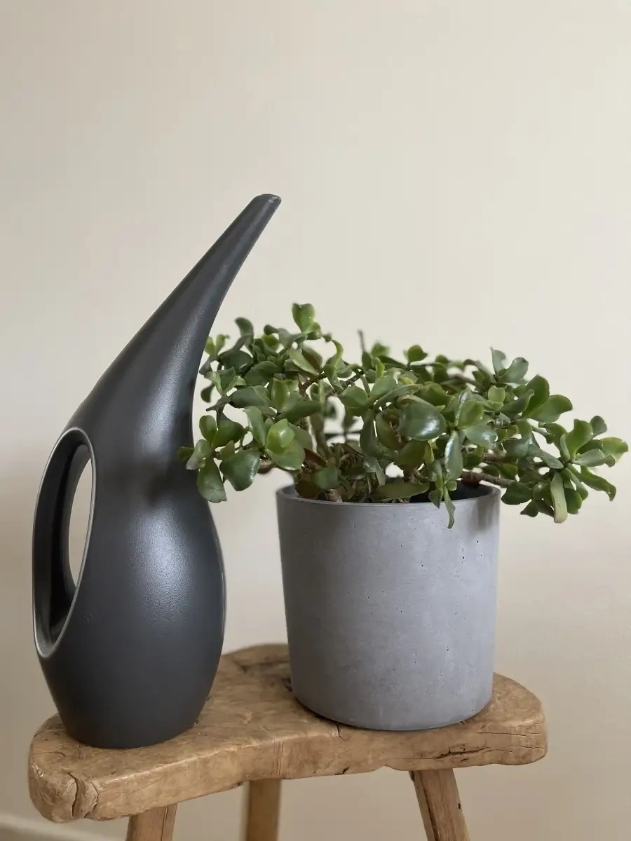 Zeytin Home İç Mekan Çiçekleri İçin Sulama Kasesi 75979410