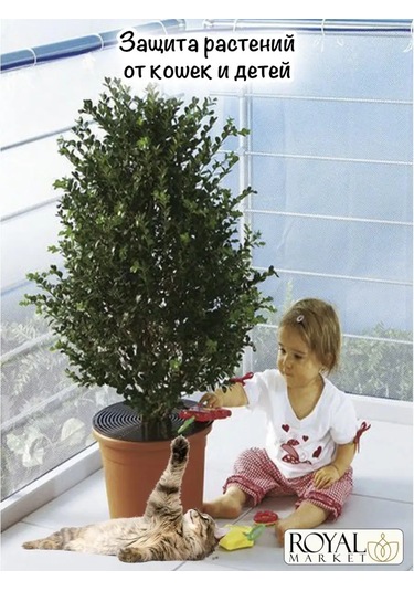 Royal Market Bitki Koruma 109206595