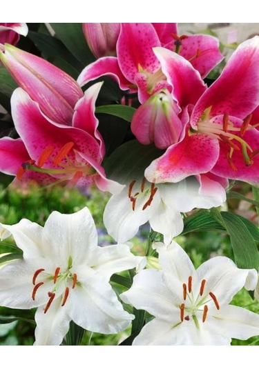 Mix Casablanca Karışık Renkli Lillium Lilyum Zambak Soğanı 2 Adet