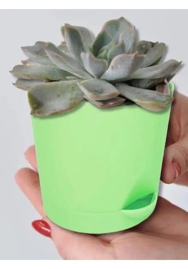 Interm Menekşe Kaktüs Fide Çiçek Saksısı Seti 123240306