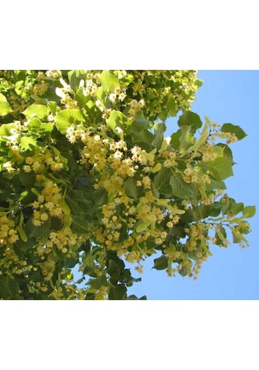 Ihlamur Fidanı 80-100 Cm Boyunda, Hoş Kokulu Ağaç Fidanı