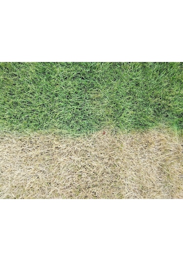 Lawn Make Up Çim Boyası 10 Lt