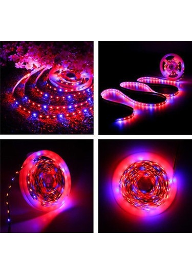 Moly 5m 5050 Smd Bitki Büyüme Işık Şeridi - 60 Led/m - Kırmızı-mavi Ip20 Dc12v Sera/hidroponik Diğer