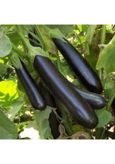 20 Adet Tohum Kemer Palıcan Tphumu Yerli Tohum Kemer Patl