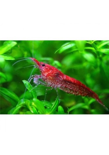 Kiraz Karides 10 Adet 1-1,2 Cm