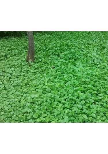 250 GR Fare Kulağı Çim Tohumu Dichondra Repens Kundura Çimi