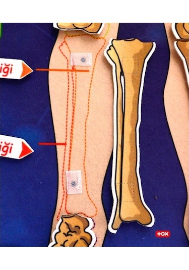 Tox İskelet Sistemi Keçe Duvar Panosu . Eğitici Oyuncak