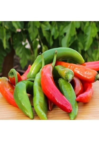 Çok Acı Hatay Samandağ Acı Biber Tohumu 10 Tohum