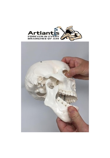 İnsan Kafatası Anatomisi Modeli 1 Adet Kafatası Maketi Gerçek Boyut Anatomik Modeli Deney Bilim Tıbbi Model Cranium