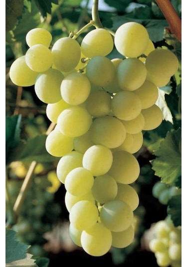 K-7 Çekirdeksiz Yeşil-sarı Üzüm Fidanı 1-2 Yaş Arası Tüplü