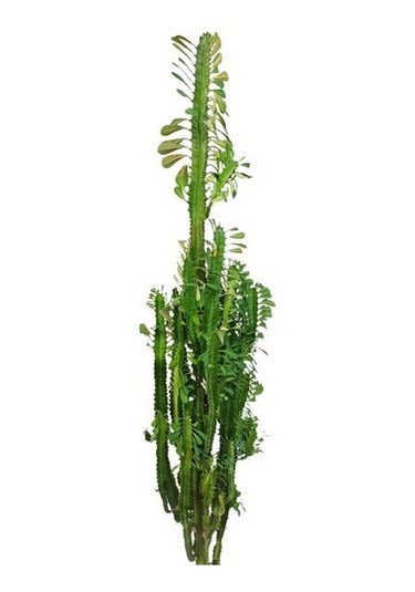 Euphorbia Trigona Süt Ağacı Kaktüsü 170 Cm
