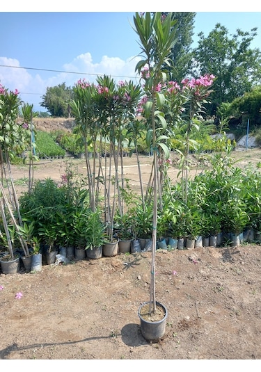 Tijli Pembe Zakkum Ağacı 1,70-200 Cm. Nerium Oleander