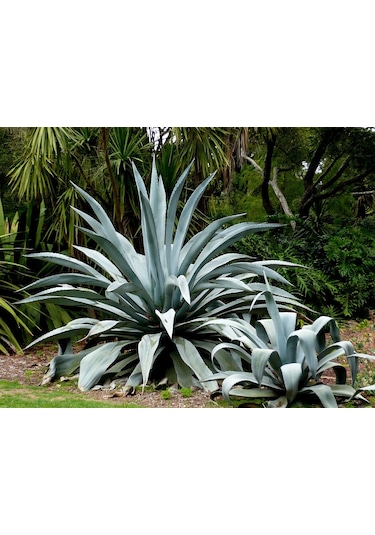 Fidan & Peyzaj - Sabır Ağacı Bitkisi (2 Yaş / Agave americana)