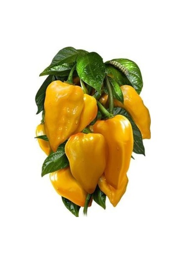 Nadir Ithal Çok Acı Sarı Sos Biberi Tohumu Ekim Seti 5 Tohum Saksı Toprak Kombin