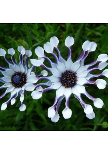 Bodrum Papatyası Tohumu