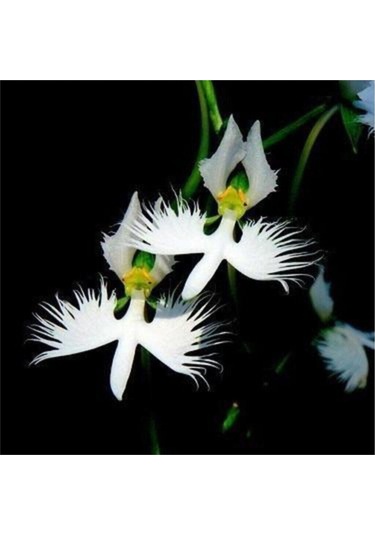 Nadir Japon Radiata Orkide Tohumu 5 Adet Tohum Çiçek Tohumu