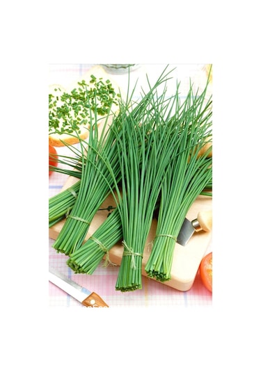Staro Frenk Soğanı Tohumu Soğanotu Chives