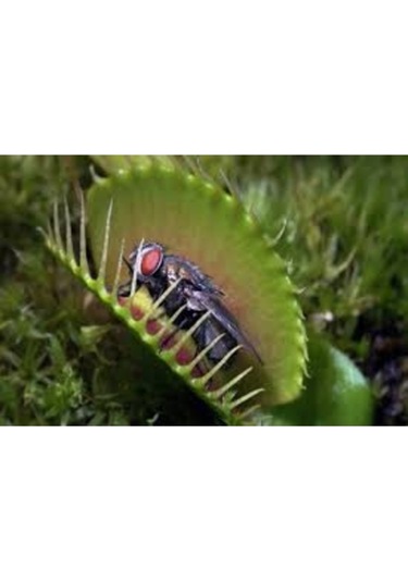 5 Adet Tohum Nepenthes Sinek Kapan Etobur Etçil Bitki Saksı Topraklıdır