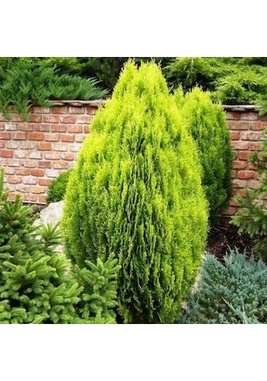 Altuni Top Mazı Thuja Orientalis Aurea Compacta Nana 5 Adet