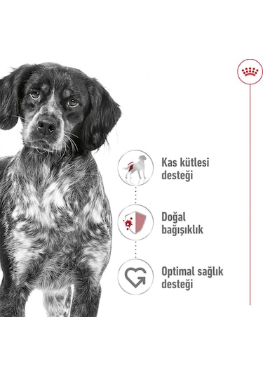 Royal Canin Medium Adult Orta Irk Yetişkin Köpek Maması 15 KG