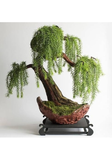 Bodur Bonsai Kıbrıs Akasya Ağacı Tohumu Yetiştirme Kiti