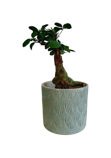 Ficus Ginseng Bonsai 20-30 Cm
