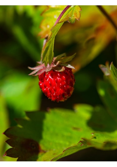 15 adet Karadeniz Kokulu Yabani Dağ Çileği Fidesi Açık Köklü 10-20 Cm