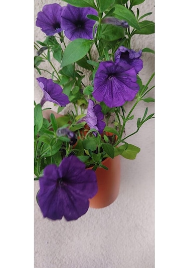 2 Adet Petunya Fidesi 35-45cm Dikime Hazir Dolgun Form
