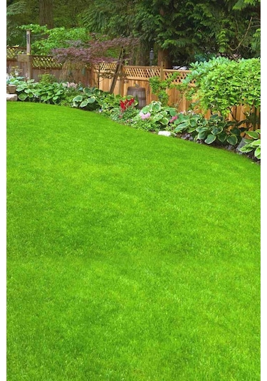 5 Adet Çim Tohumu İthal 7 Mix Ankomer 1'lik Paketler