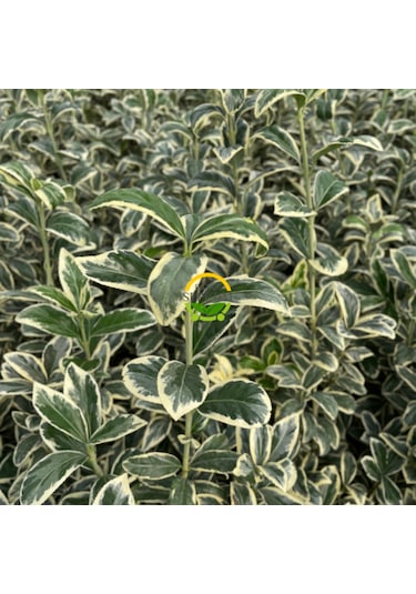 10 Adet Brovo Taflan Fidanı Paketi 'euonymus Japonica '