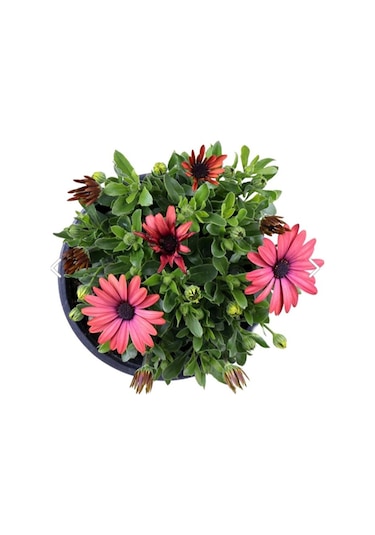 Thebestonline Bodrum Papatyası - Osteospermum - Saksı'da Canlı Çiçek - 4'lü Miks