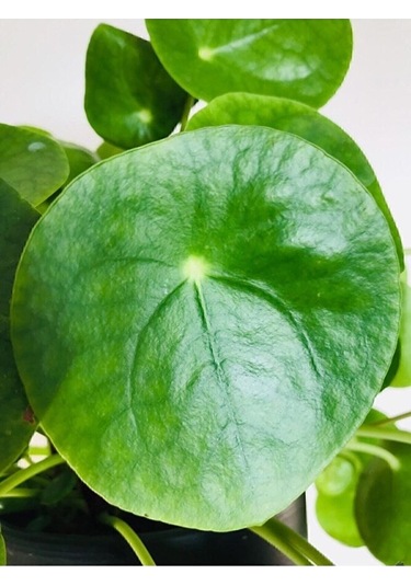 Thebestonline Şans Çiçeği Pilea Peperomioides - Çin Para Ağacı
