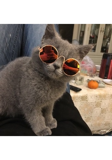 Geekyou Kedi Köpek Güneş Gözlüğü - Renkli Yansımalı Metal Çerçeve Pet Moda Aksesuarı