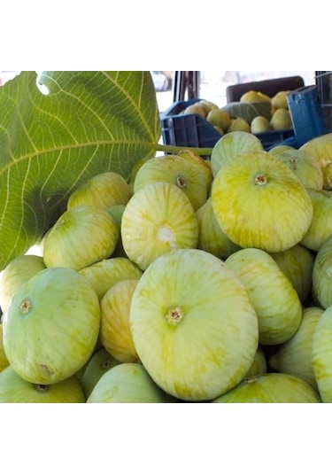 Tüplü İri Meyveli Mut Beyaz İnciri Fidanı Sofralık Kurutmalık