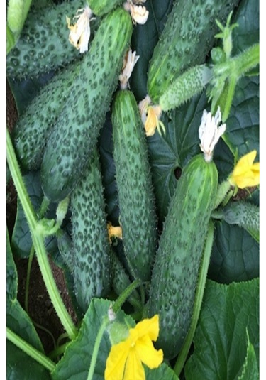 50 Adet Tohum Kornişon Salatalık Tohumu Kıtır Kornişon Salatalığı Sürpriz Hediye Sebze Tohumludur..