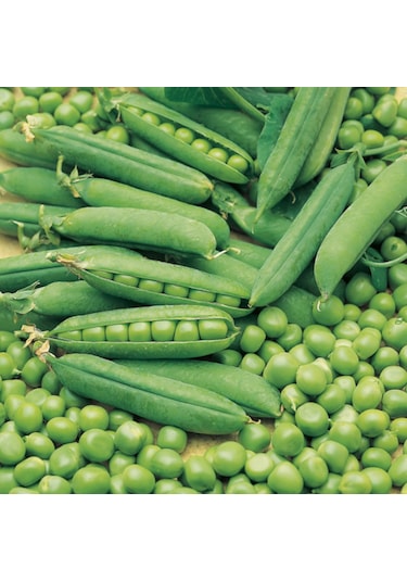 Doğal Geleneksel Bezelye Tohumu 20 Tohum