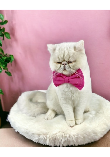 Kemique Pinky Pie Kedi Papyonu