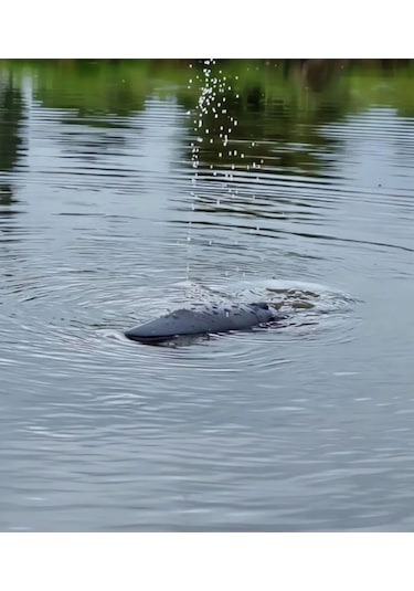 Seher 2.4 Ghz Uzaktan Kumandalı Yüzen Full Fonksiyon Şarjlı Su Püskürten Beyaz Köpekbalığı Renkli