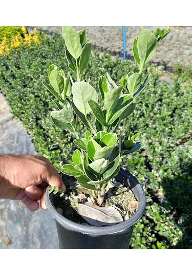 10 Adet Gümüş Taflan. Saksıda. Euonymus Japonicus Silver King