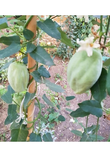 Ağaç Bamyası Fidesi 90-140 Cm