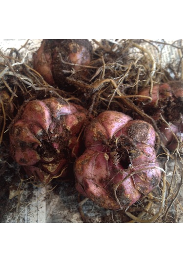 Valverde Mis Kokulu Zambak Çiçeği Soğanı 2 Adet