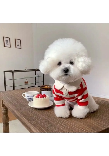 Köpek Giysileri Schnauzer Teddy York Shire Polo Gömlek Yaz Bej