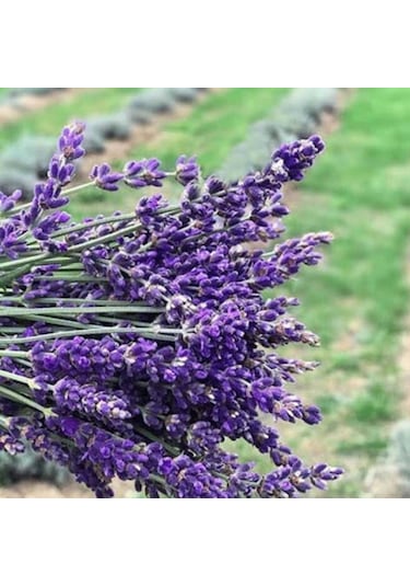 Tüplü Lavanta Fidesi 4 Adet 25 35 Cm Arası