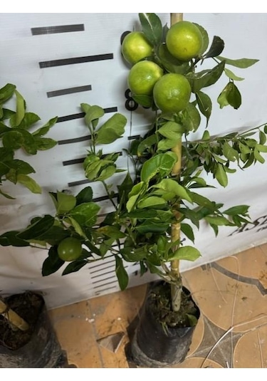 Soğuğa Çok Dayanıklı Fly Dragon Anaç Üzerine Aşılı Tam Bodur Tüplü Mayer Limon Yaş 3