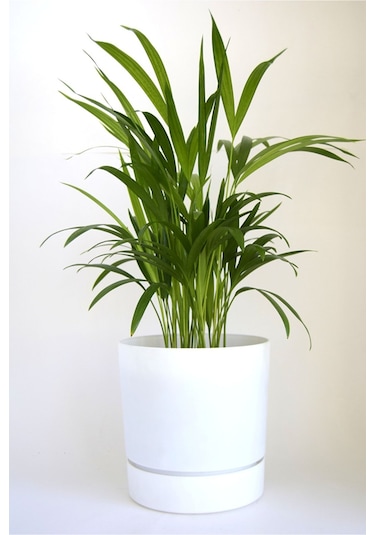 Poliwork Begonya 25 - 9 Lt. Saksı